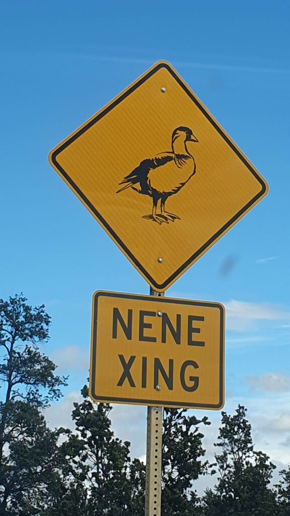 Attention nēnē !