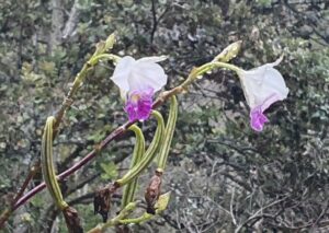 Orchidée bambou