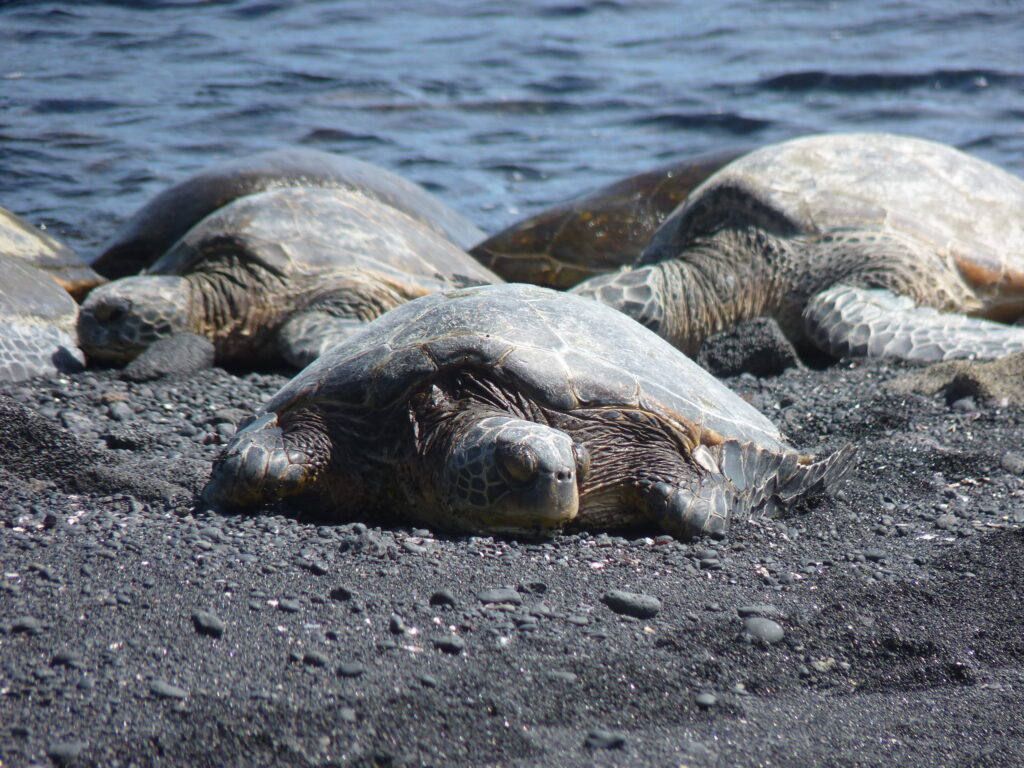 Tortues vertes